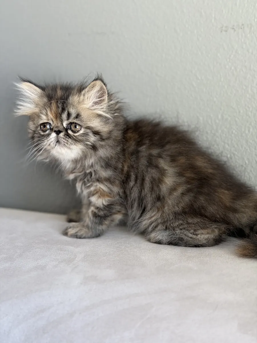 Bianca, a Persian Longhair kitten, sitting on a pale couch
