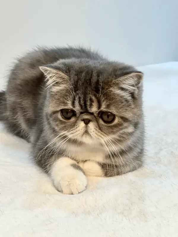 Brown tabby and white Exotic Shorthair lying on a white fur blanket