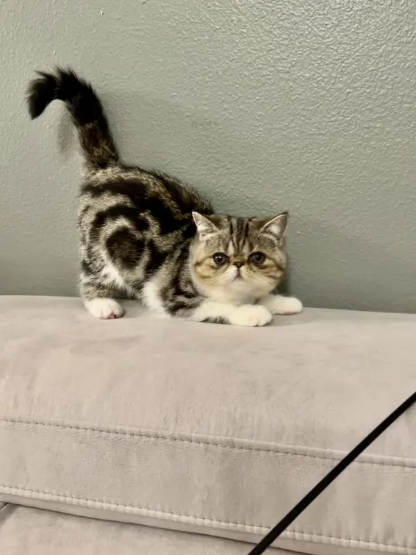 Brown tabby and white Exotic Shorthair standing on a couch with tail raised