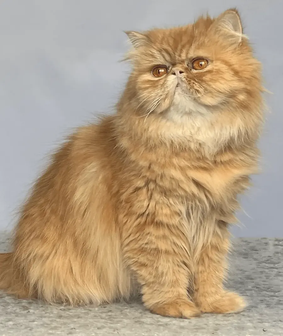Chanel, a Cream Spotted White Tabby queen at Exotic Stars Cattery, sitting for a studio photograph