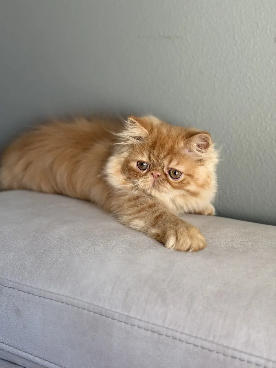 Chesnut, a Persian Longhair kitten, lying along a couch cushion