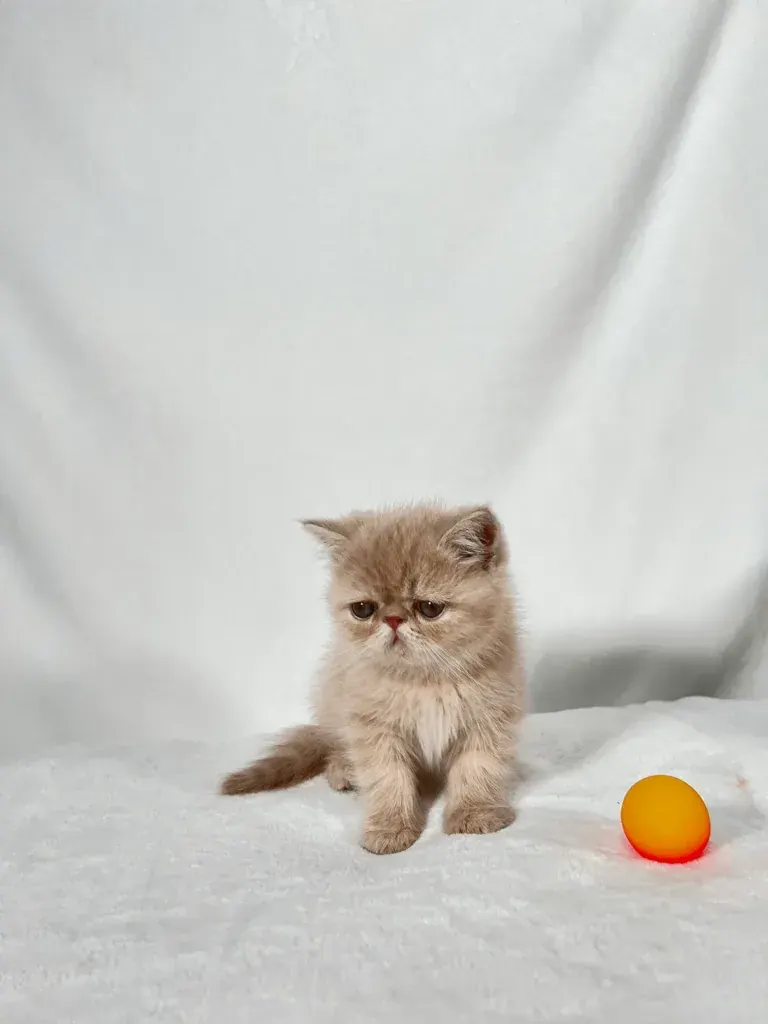 Cream Exotic Shorthair kitten sitting beside an orange ball
