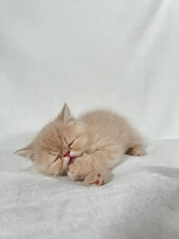 Cream kitten curled up asleep on a white blanket