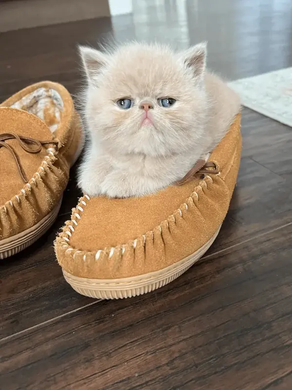Cream kitten sitting inside a sheepskin slipper on a wood floor