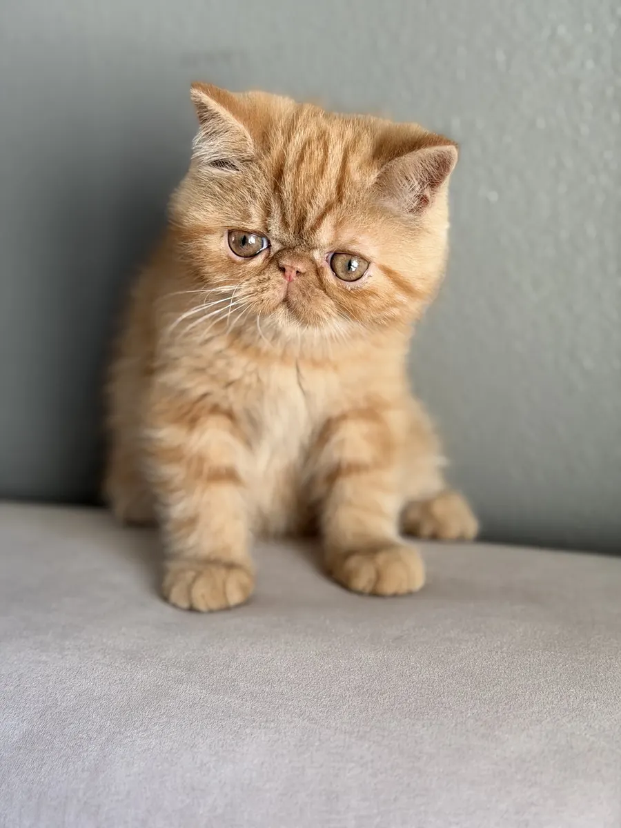 Ginger, an Exotic Shorthair kitten, sitting on a couch at Exotic Stars Cattery