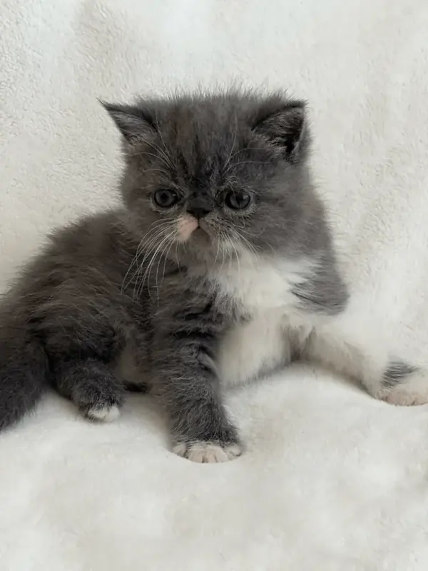 Grey and white kitten sitting on a white fur blanket