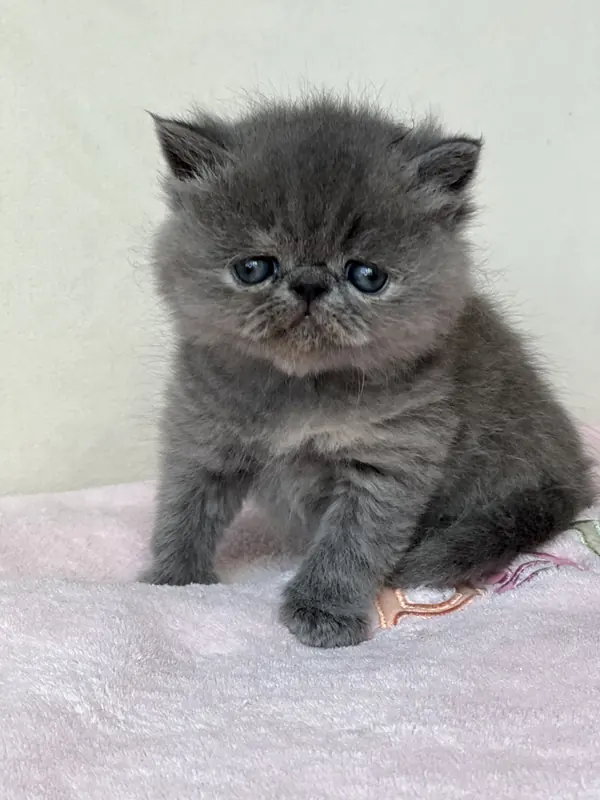 Grey Exotic Shorthair kitten sitting on a pink blanket
