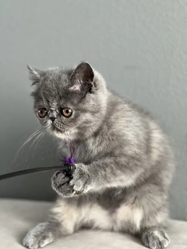 Grey Exotic Shorthair kitten batting at a wand toy