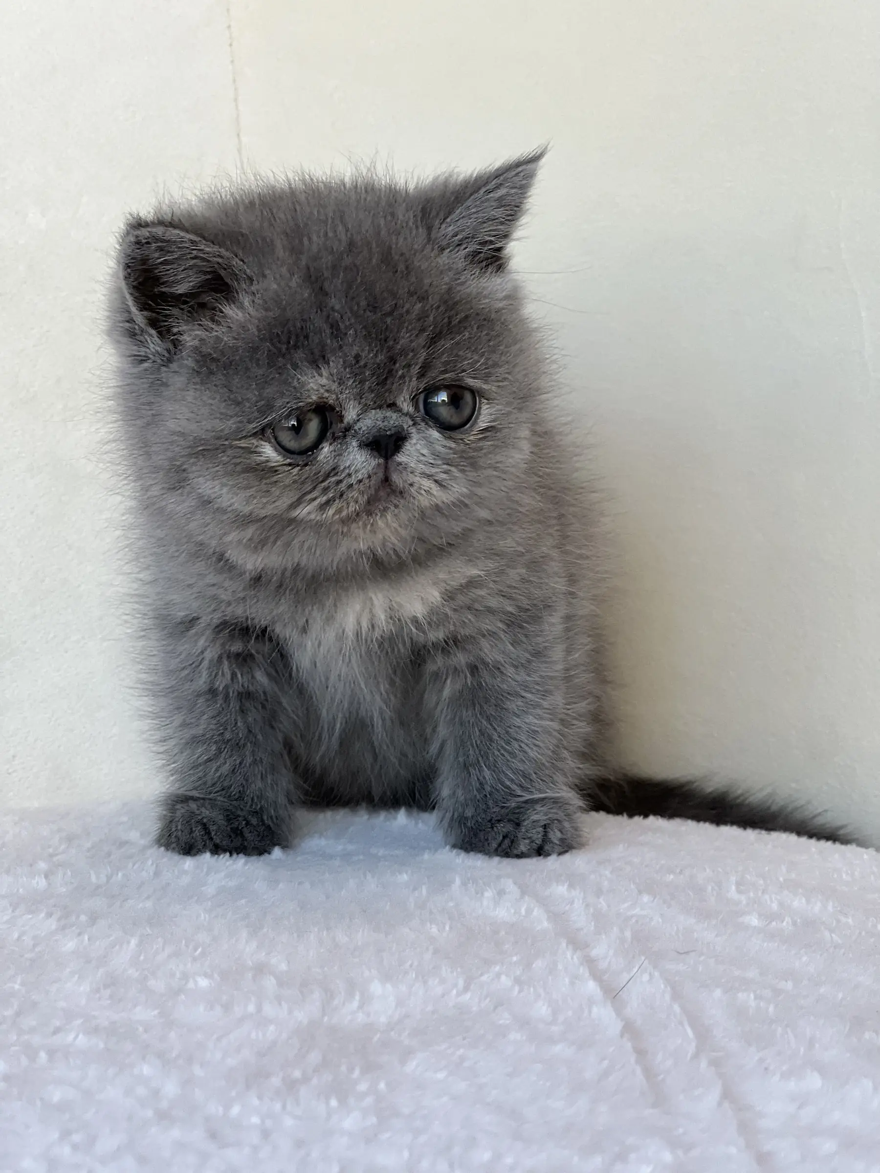 Grey Exotic Shorthair kitten standing on a white blanket at Exotic Stars Cattery