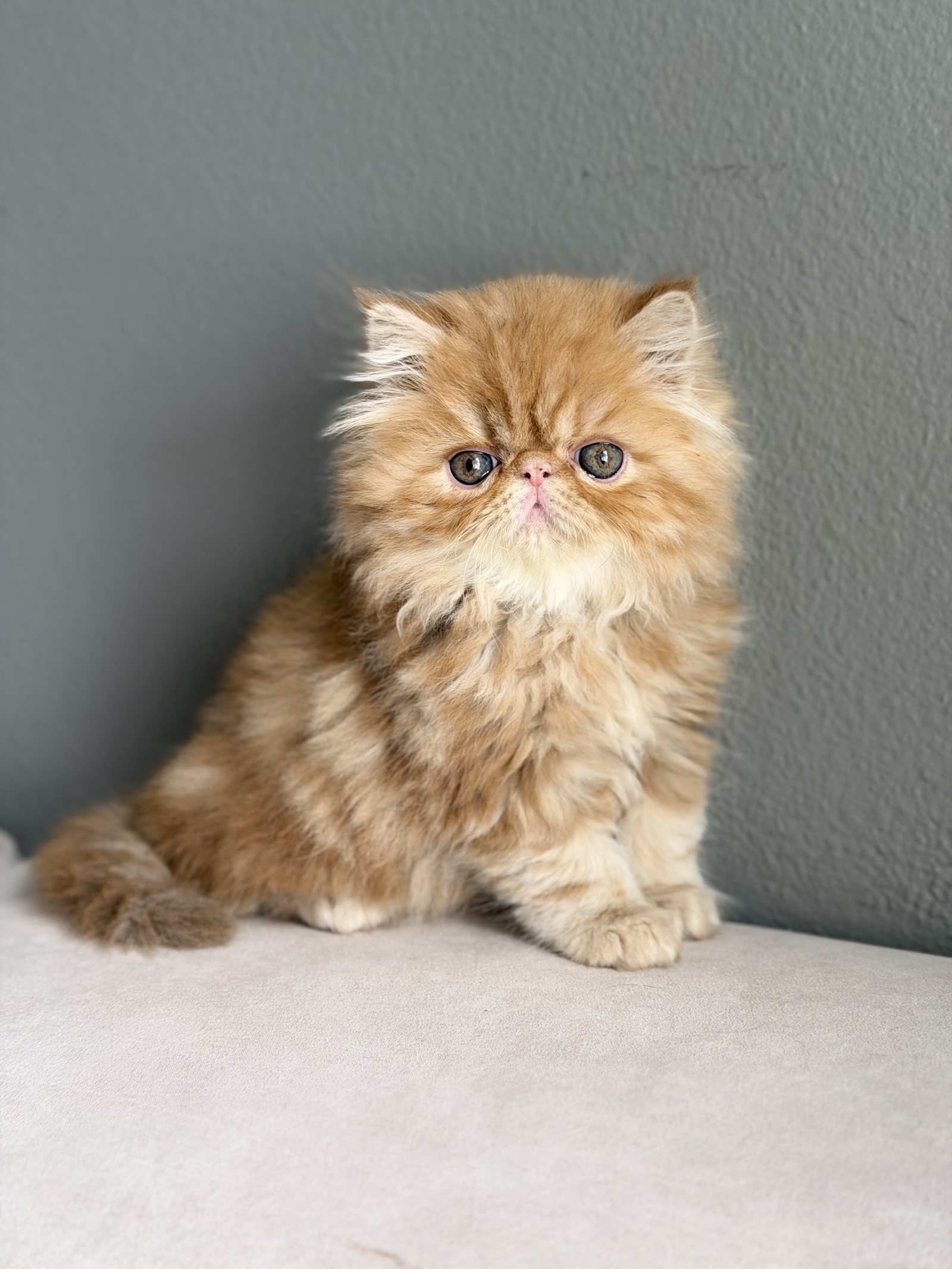 Orange longhaired kitten sitting against a grey wall at Exotic Stars Cattery in Vancouver, Washington