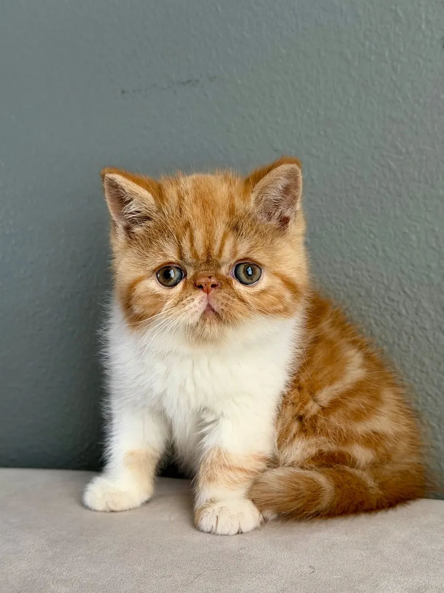 Leo, an Exotic Shorthair kitten at Exotic Stars Cattery
