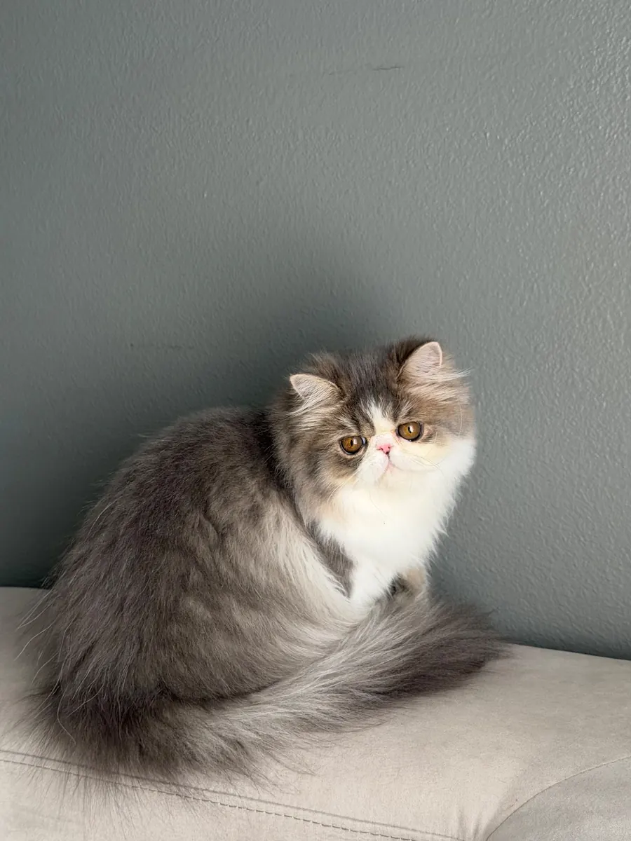 Lilly, a Persian Longhair kitten, crouched low on a couch cushion