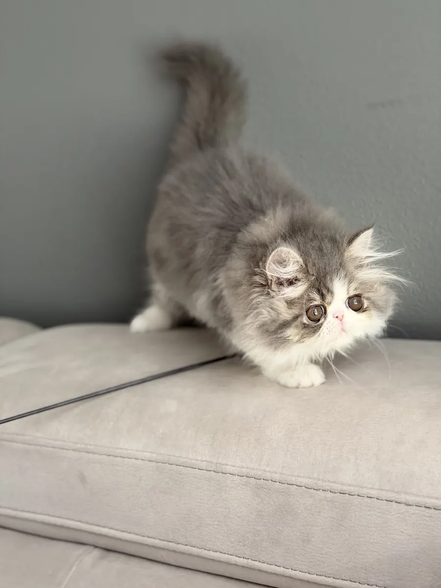 Lilly, a Persian Longhair kitten, crouched low on a couch cushion