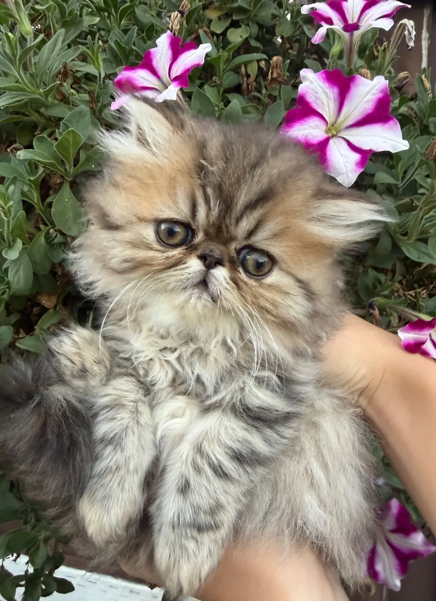 Maggie, a Persian Longhair kitten at Exotic Stars Cattery