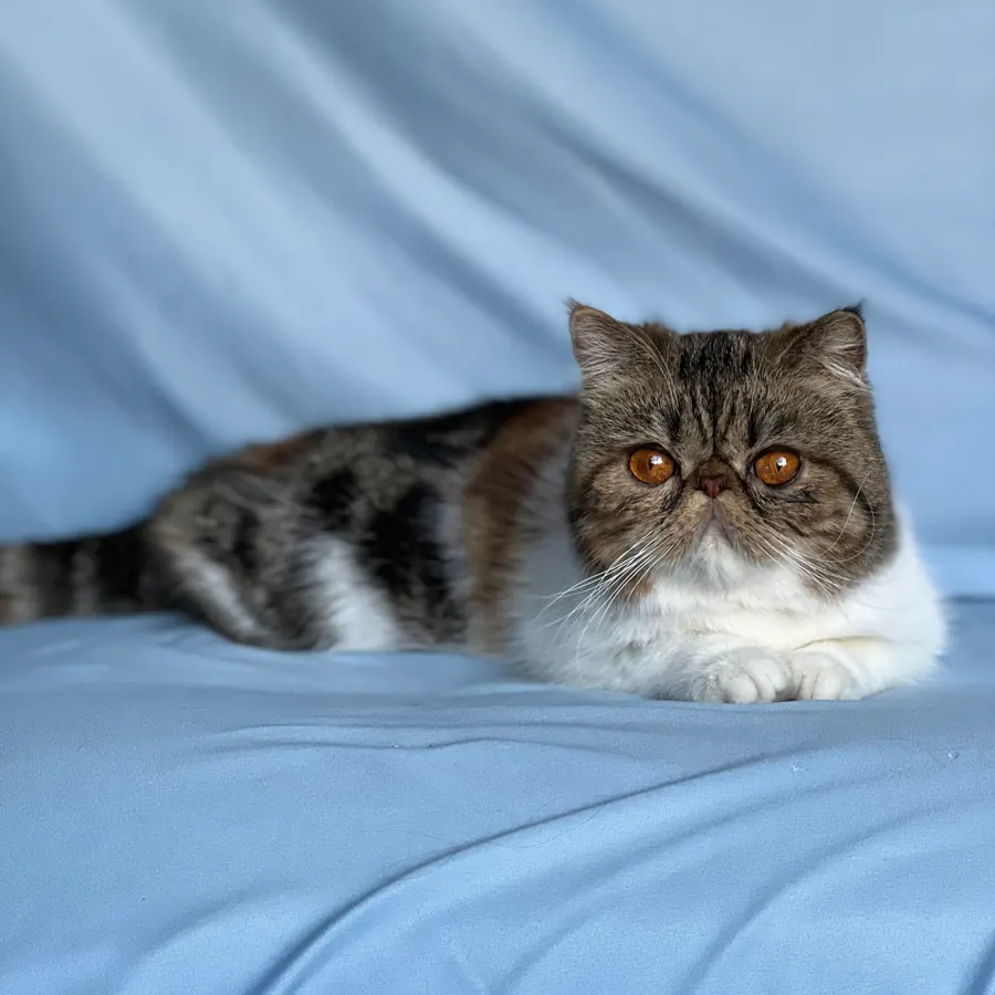 Margo, a Brown Patched Classic Tabby queen at Exotic Stars Cattery, lying on a blue backdrop