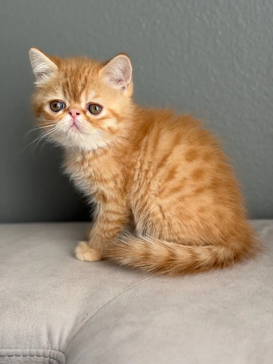 Max, an Exotic Shorthair kitten at Exotic Stars Cattery