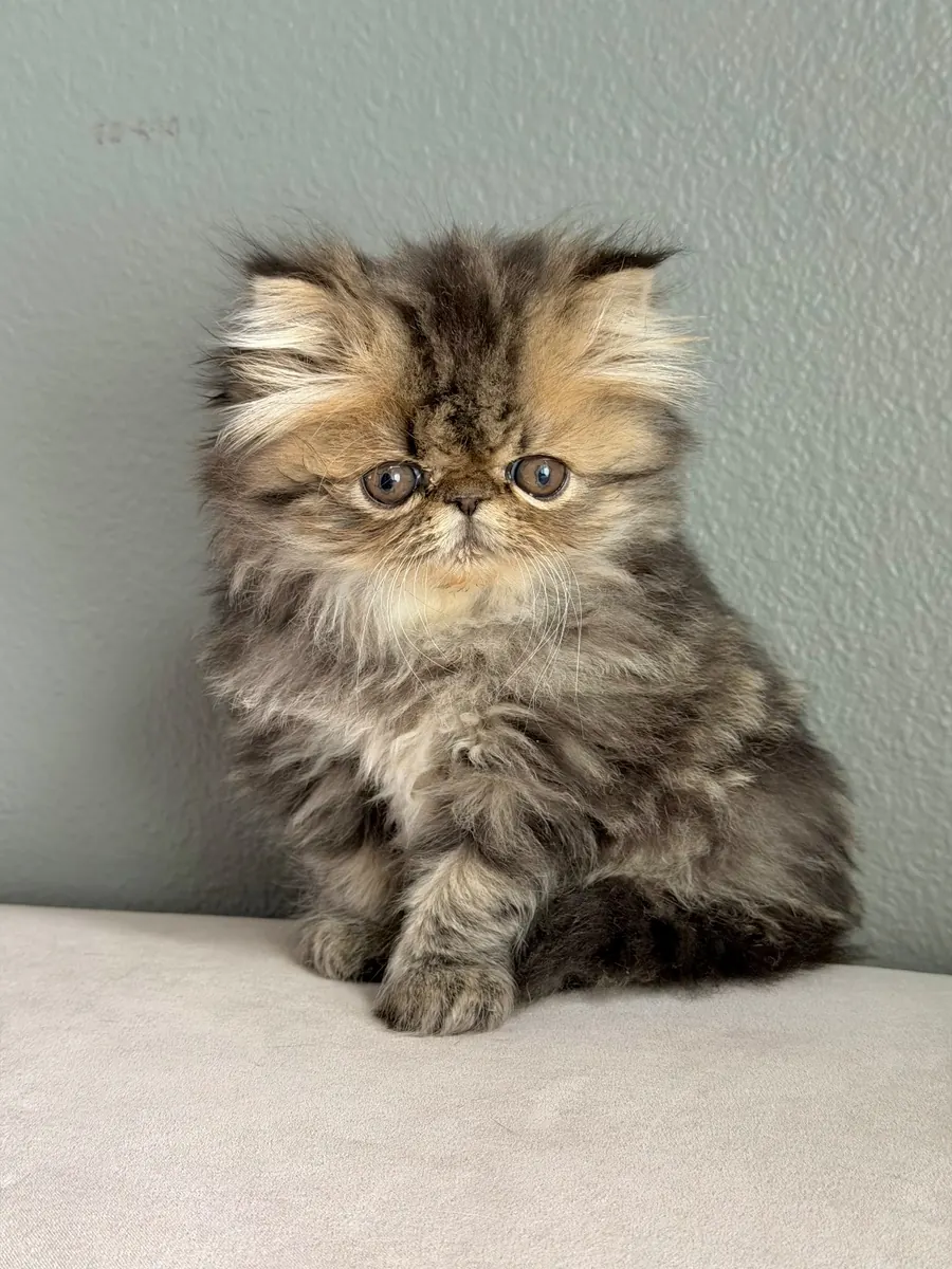 Milo, a Persian Longhair kitten at Exotic Stars Cattery