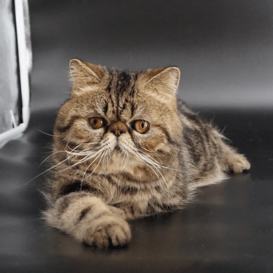 Mishka, a Brown Classic Tabby stud at Exotic Stars Cattery, lying with both front paws forward