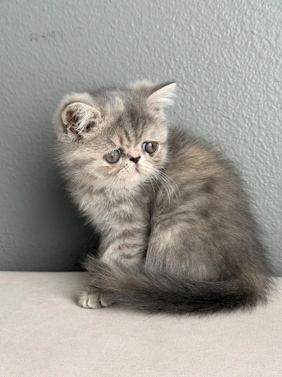 Molly, an Exotic Shorthair kitten at Exotic Stars Cattery