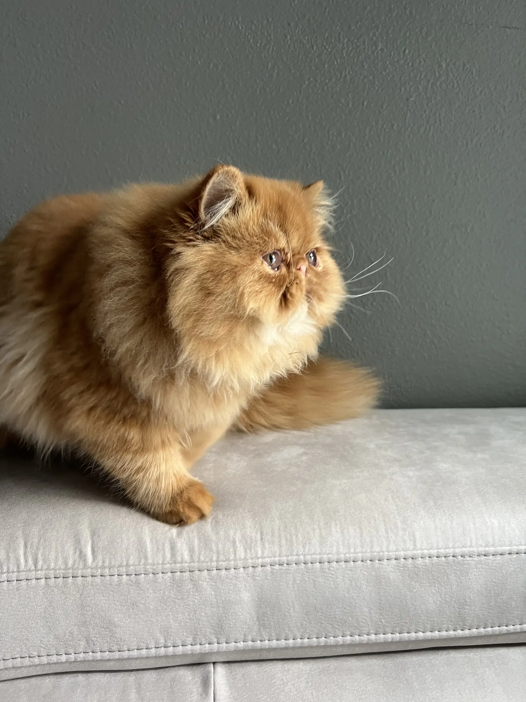 Red Persian cat looking down from a couch cushion