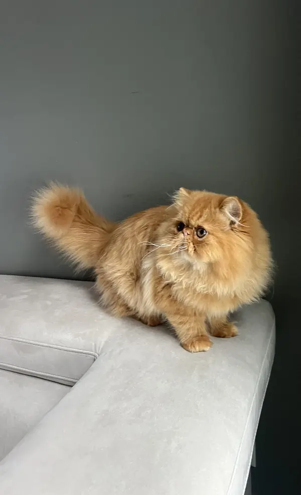 Red Persian cat sitting on the arm of a couch with its tail curled round