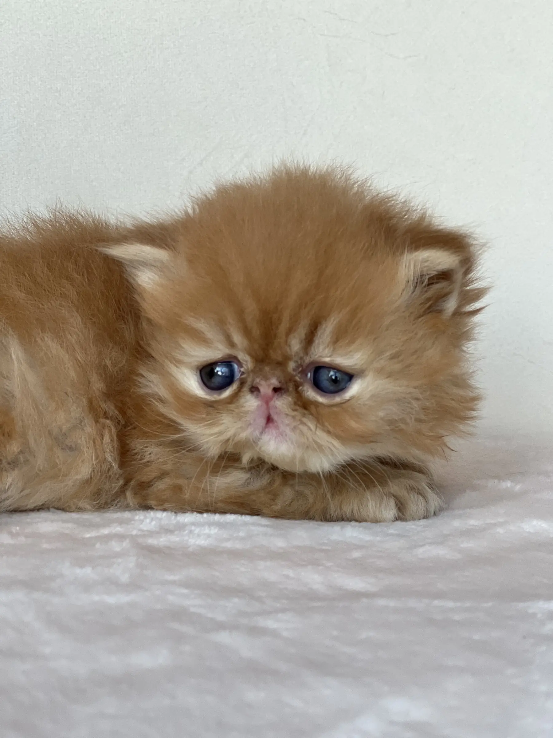 Red Persian kitten lying on a white blanket