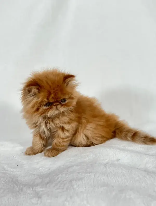Red Persian kitten sitting on a white backdrop