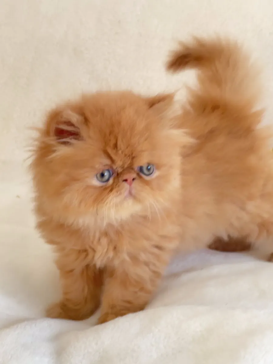 Red Persian kitten standing on a white blanket at Exotic Stars Cattery