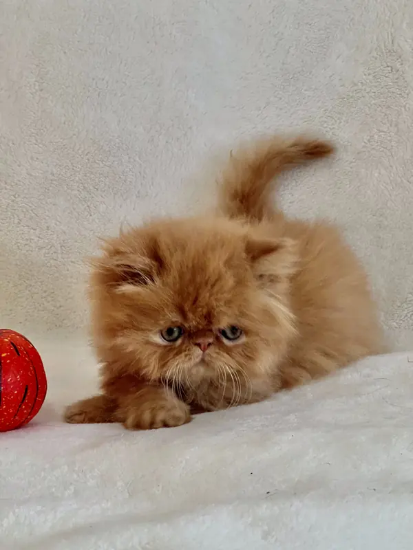 Red Persian kitten crouched next to a red ball