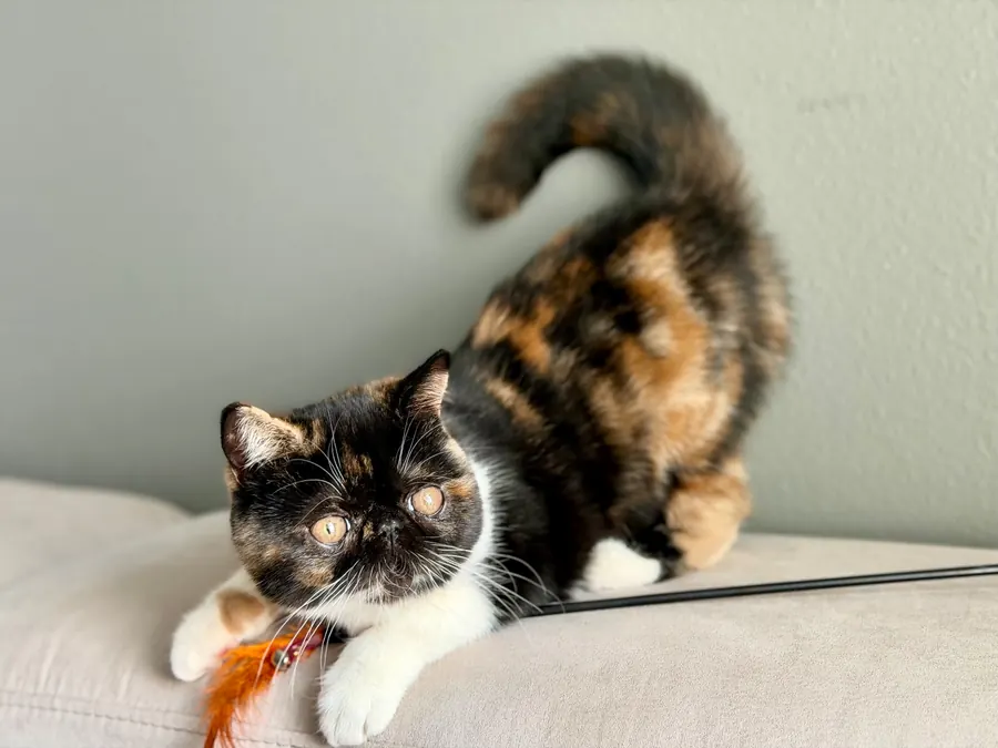Rosie, an Exotic Shorthair kitten, stretched out on a couch at Exotic Stars Cattery