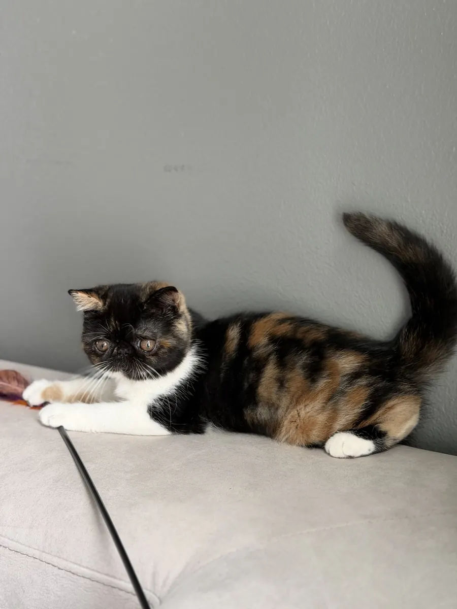 Rosie, an Exotic Shorthair kitten, stretched out on a couch at Exotic Stars Cattery