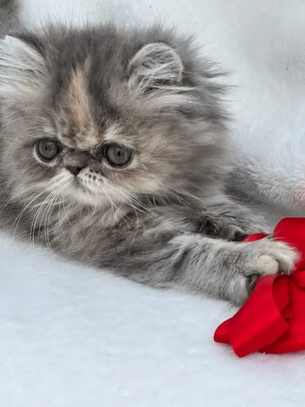 Silver Persian kitten lying beside a red ribbon