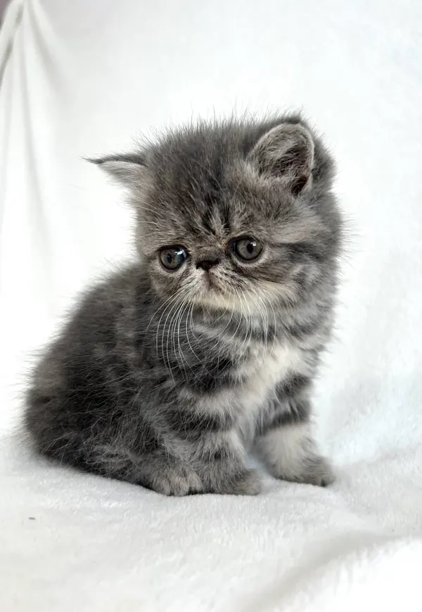 Silver tabby Exotic Shorthair kitten sitting on a white blanket