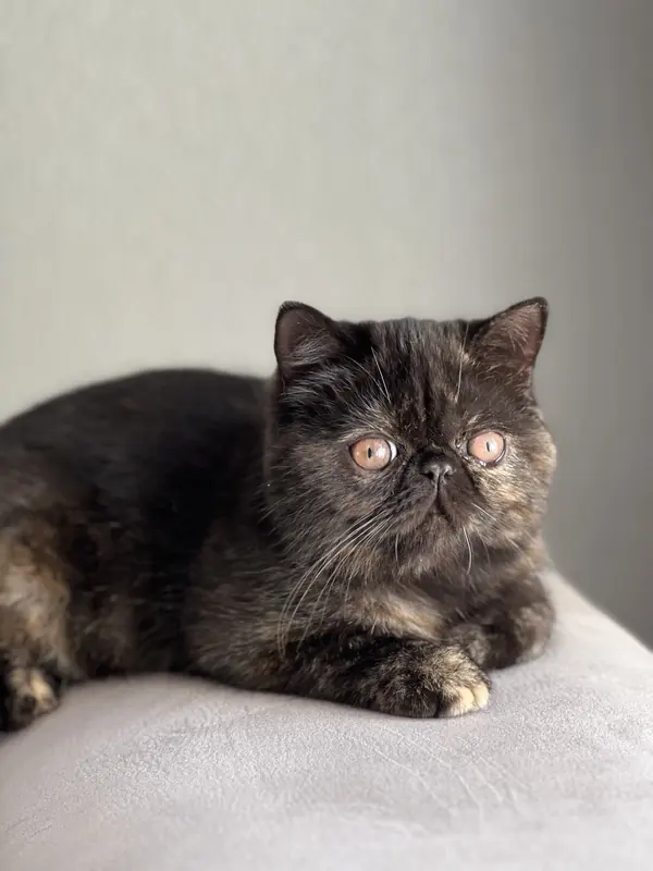 Tortoiseshell Exotic Shorthair lying on a couch facing the camera