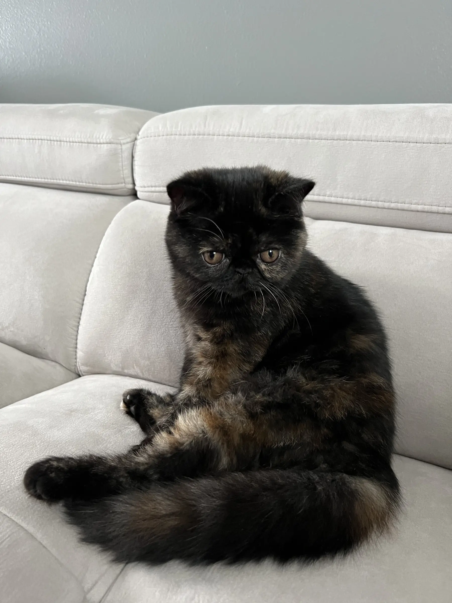 Tortoiseshell Exotic Shorthair sitting upright on a couch