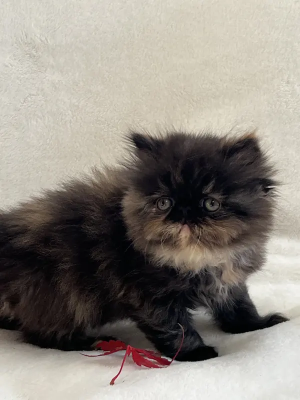 Dark tortoiseshell Persian kitten sitting on a white blanket by a red leaf