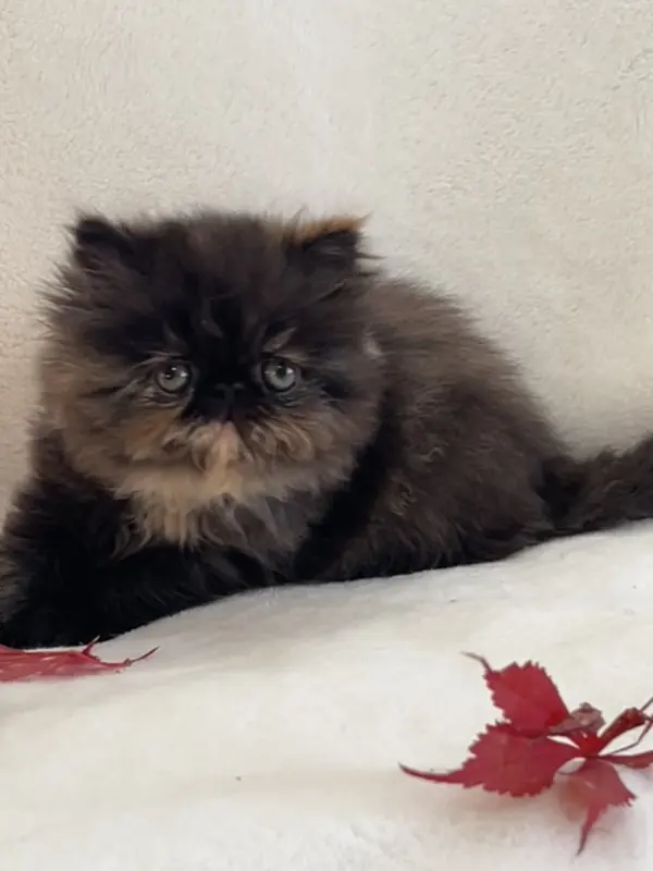 Dark tortoiseshell Persian kitten lying beside red autumn leaves