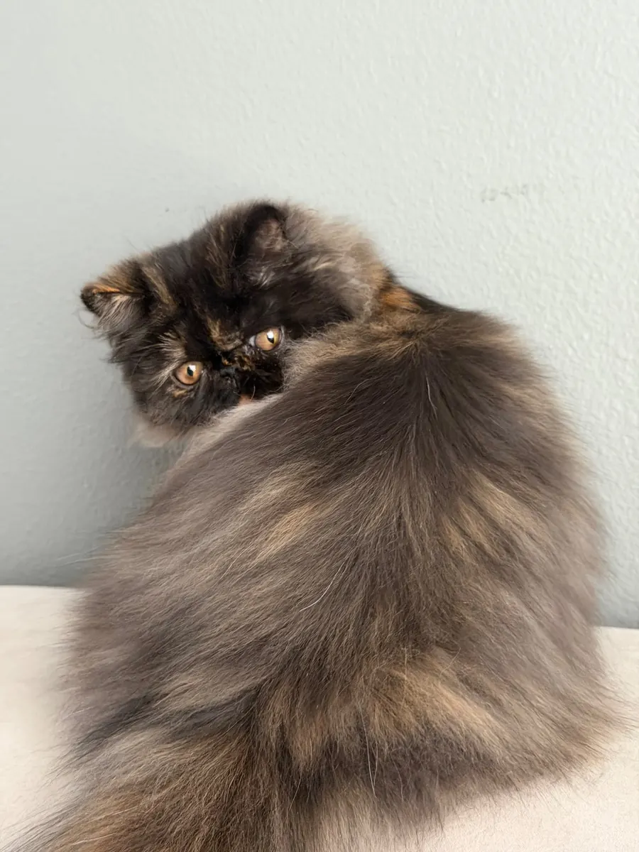 Zoe, a Persian Longhair kitten, sitting on a couch at Exotic Stars Cattery