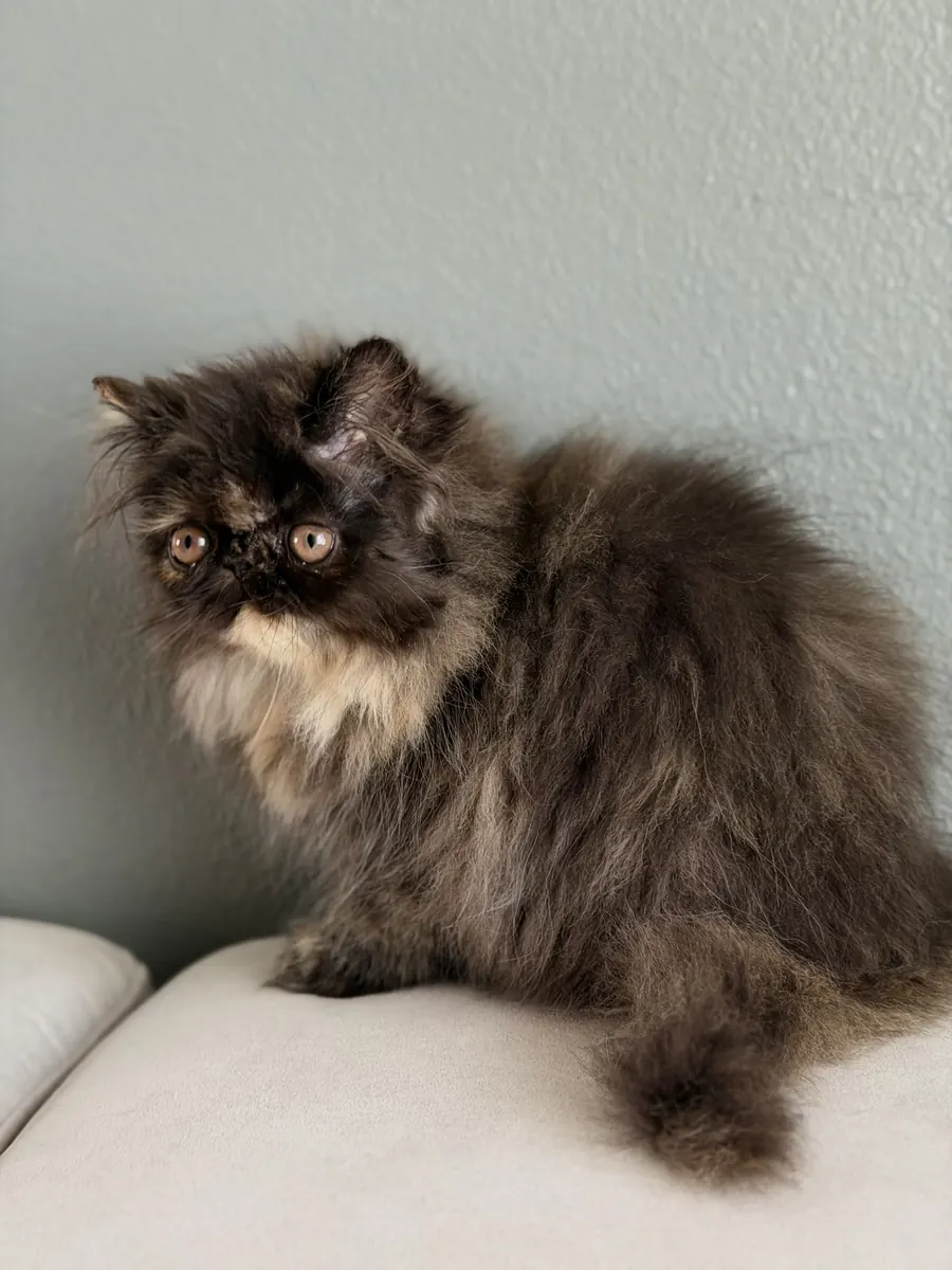 Zoe, a Persian Longhair kitten, sitting on a couch at Exotic Stars Cattery